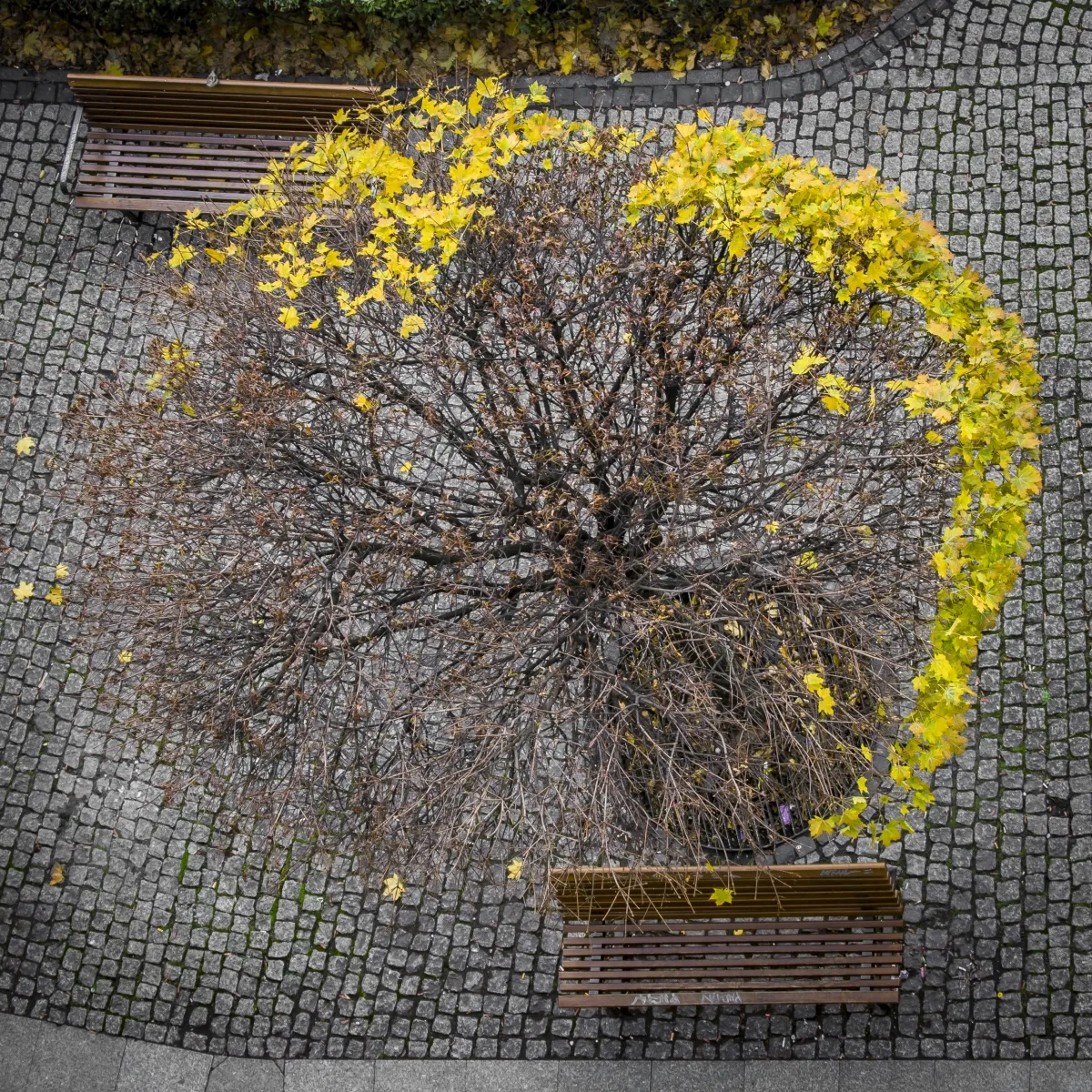 Overhead view of a round bare tree ringed with yellow leaves between two benches